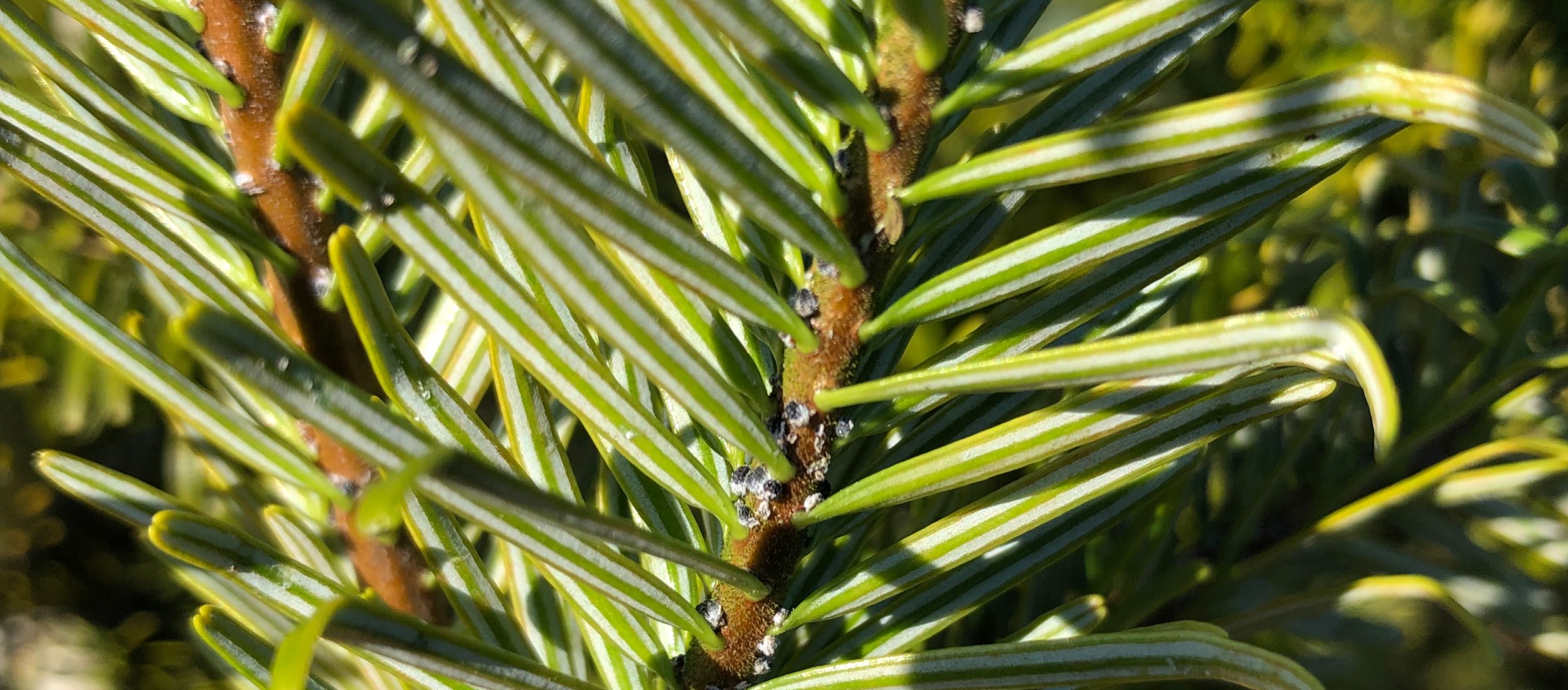 /Files/Images/Ecom/Kulturpleje og dyrkningsmetoder/IMG_0155.jpg